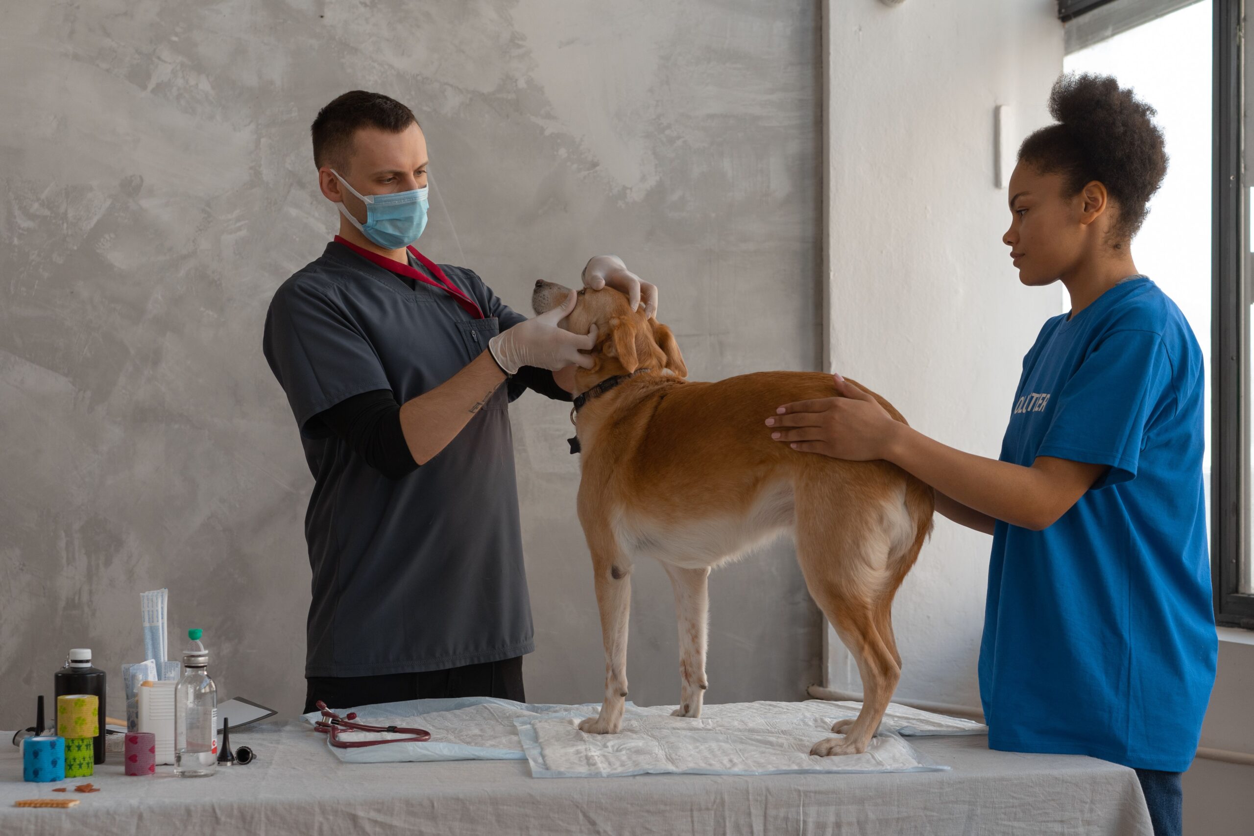 Veterinaria profesional para mascotas — Pet Mikan Cochabamba
